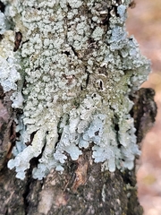 Punctelia perreticulata