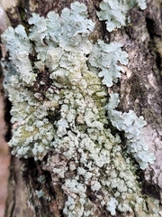 Punctelia perreticulata