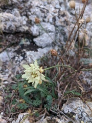 Cephalaria coriacea