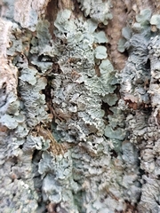 Punctelia perreticulata