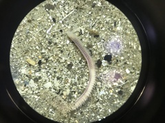 Polychaeta