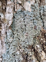 Punctelia perreticulata