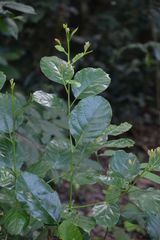 Dillenia suffruticosa