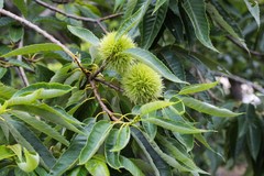 Castanea crenata