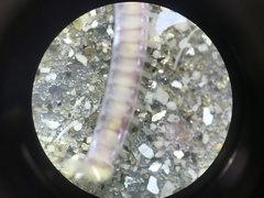 Polychaeta