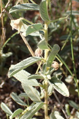 Hermannia tomentosa