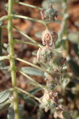 Hermannia tomentosa