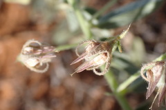 Hermannia tomentosa
