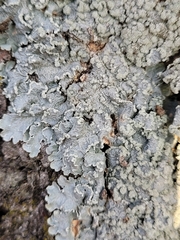 Punctelia perreticulata