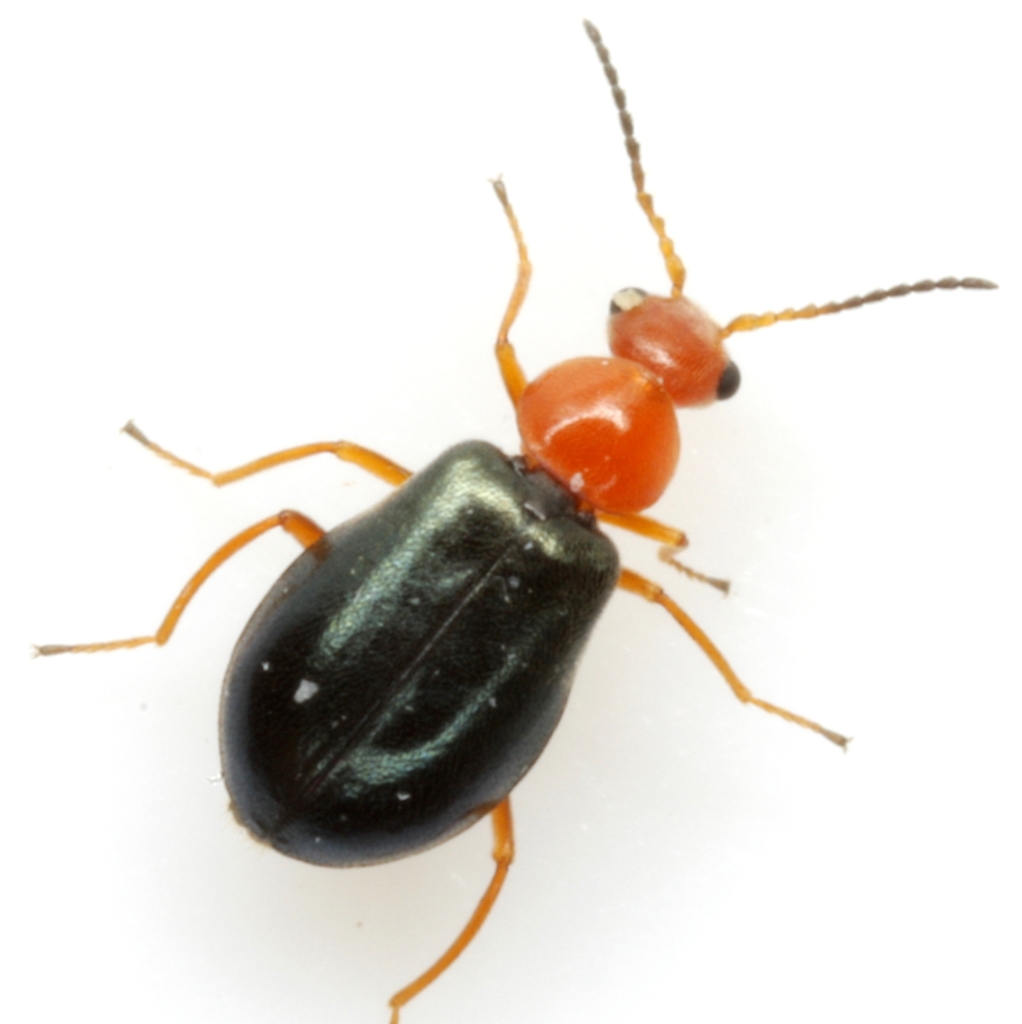 Hypebaeus apicalis