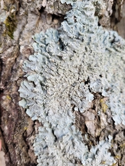 Punctelia perreticulata