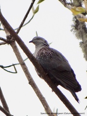 Columba hodgsonii