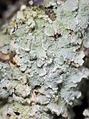 Punctelia perreticulata