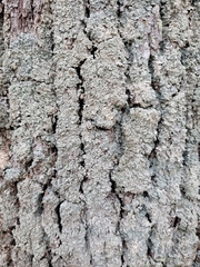 Punctelia perreticulata