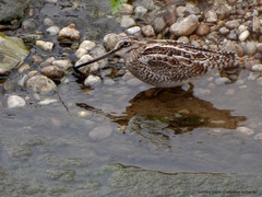 Gallinago solitaria