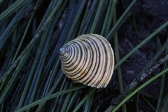 Calliostoma canaliculatum