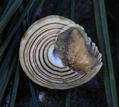 Calliostoma canaliculatum