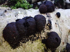 Dialonectria episphaeria