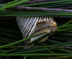 Calliostoma canaliculatum
