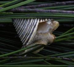 Calliostoma canaliculatum