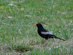 Turdus boulboul
