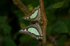 Polyura agraria