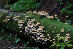 Pyrrhulomyces astragalinus