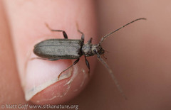 Opsimus quadrilineatus