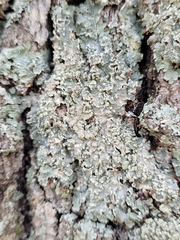 Punctelia perreticulata