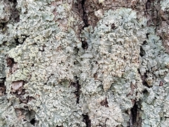 Punctelia perreticulata