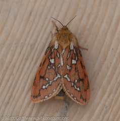 Gazoryctra roseicaput