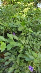 Duranta erecta
