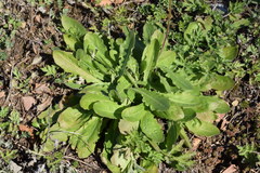 Leontodon hispidus hispidus