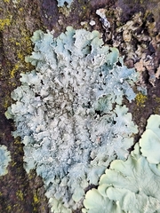 Punctelia perreticulata