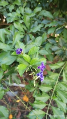Duranta erecta