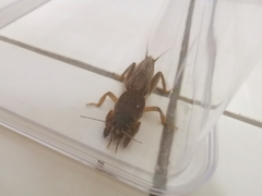 Gryllotalpa orientalis