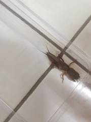 Gryllotalpa orientalis