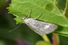 Udea alpinalis