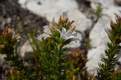 Wahlenbergia calcarea