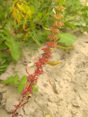 Rumex ucranicus