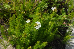 Wahlenbergia calcarea
