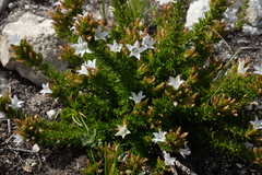Wahlenbergia calcarea