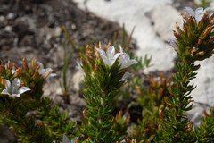 Wahlenbergia calcarea