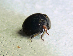 Germarostes globosus