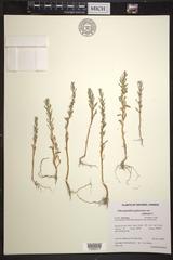 Oxybasis glauca salina