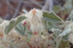 Hermannia comosa