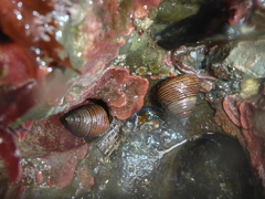 Calliostoma ligatum