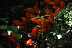 Zingiber chrysanthum