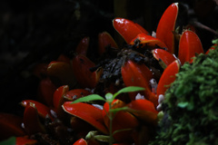 Zingiber chrysanthum