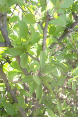 Ehretia alba